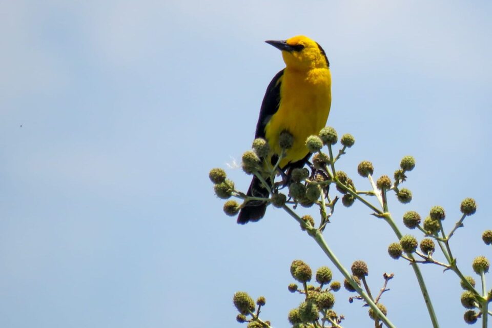 Entre Ríos se suma a la mesa de trabajo para la conservación del Tordo Amarillo